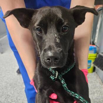Mixed Breed Dogs Available for Adoption in Greenville, South Carolina - Yang | PetCurious