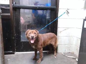 QUINCY -  Labrador Retriever and Mixed Breed Dog for Adoption in Tulsa, Oklahoma - QUINCY | PetCurious