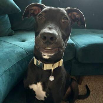 Winston -  Pit Bull Terrier and Mixed Breed Dog for Adoption in Minneapolis, Minnesota - Winston | PetCurious