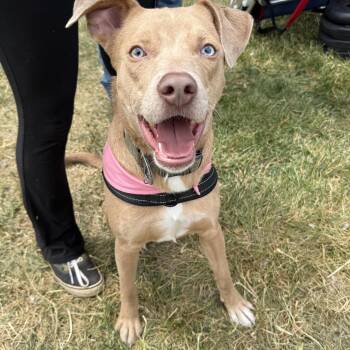 Yellow Labrador Retriever Dogs Available for Adoption in Charlotte, North Carolina - Wyatt | PetCurious