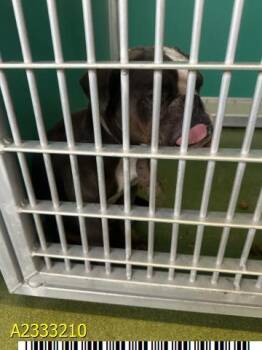 CLEMENTINE -  Mixed Breed Dog Available for Adoption in West Palm Beach, Florida - CLEMENTINE | PetCurious