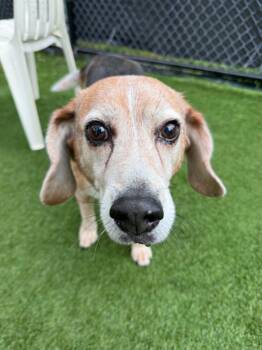 Cooper -  Beagle Dog for Adoption - Cooper | PetCurious