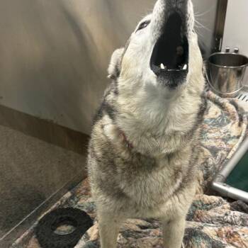 Siberian Husky Dogs Available for Adoption in Clavet, Saskatchewan - Odin | PetCurious