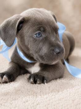 Pit Bull Terrier Dogs Available for Adoption in Nahunta, Georgia - Chisel | PetCurious