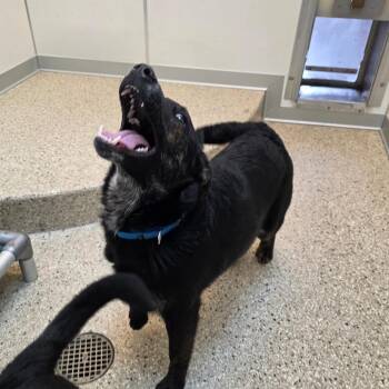 Shepherd Dogs Available for Adoption - Goofy | PetCurious