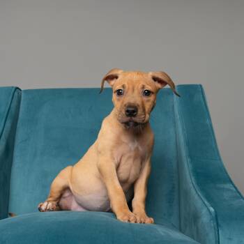 Saffron -  Pit Bull Terrier Dog for Adoption in Chester Springs, Pennsylvania - Saffron | PetCurious