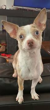 Bruiser -  Chihuahua Dog for Adoption in Winnipeg, Manitoba - Bruiser | PetCurious
