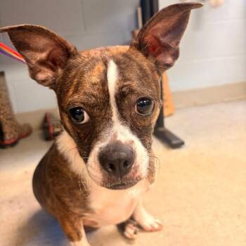 Tina -  Boston Terrier Dog for Adoption in Medina, Ohio - Tina | PetCurious