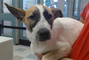 A479777 -  German Shepherd Dog Dog for Adoption in Oklahoma City, Oklahoma - A479777 | PetCurious