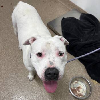 Pit Bull Terrier and Mixed Breed Dogs Available for Adoption in League City, Texas - Robin | PetCurious