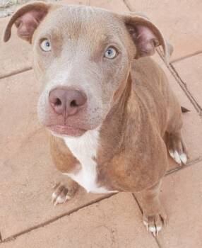 Rescue Pit Bull Terrier and Mixed Breed Dogs for Adoption in Shreveport, Louisiana - Carmella | PetCurious