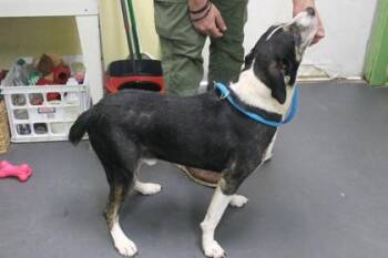 Hound and Mixed Breed Dogs Available for Adoption in Picayune, Mississippi - Dippy | PetCurious