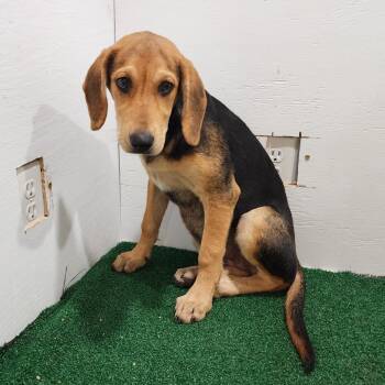 Cordelia -  Hound and Mixed Breed Dog for Adoption in Boaz, Alabama - Cordelia | PetCurious