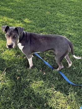 Sally -  Mixed Breed Dog for Adoption in Tucumcari, New Mexico - Sally | PetCurious