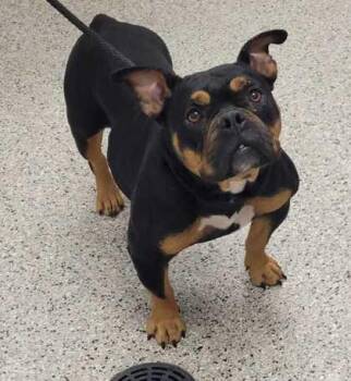 Liesel -  Pit Bull Terrier and English Bulldog Dog for Adoption in Kansas City, Missouri - Liesel | PetCurious