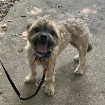 Memphis -  Yorkshire Terrier Dog for Adoption in Columbia, South Carolina - Memphis | PetCurious