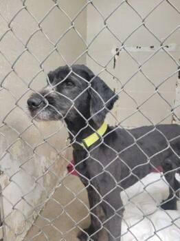 Standard Poodle and Siberian Husky Dogs Available for Adoption in Hobart, Indiana - Doodle 2 | PetCurious