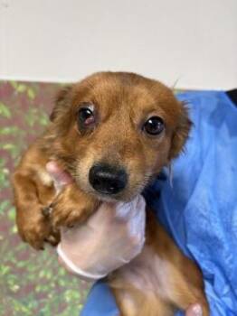 Tim -  Chihuahua and Mixed Breed Dog for Adoption in San Antonio, Texas - Tim | PetCurious