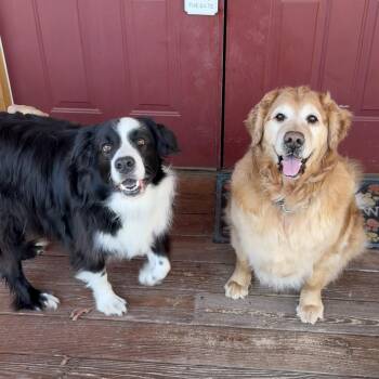 English Shepherd Dogs Available for Adoption - Rosco & Denver | PetCurious