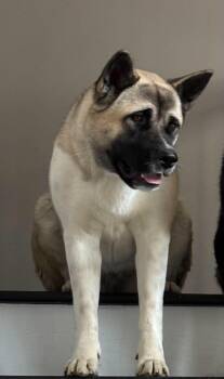 Akita Dogs Available for Adoption in Atglen, Pennsylvania - Kamelia | PetCurious