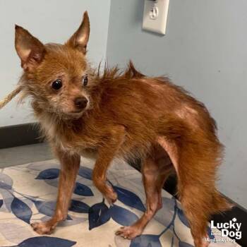 Jipsy -  Chihuahua Dog for Adoption in Washington, District Of Columbia - Jipsy | PetCurious