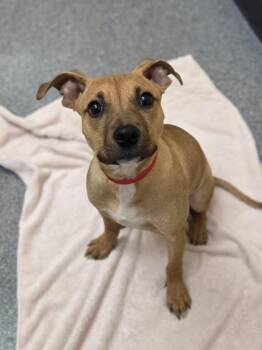 Effie -  Terrier and Mixed Breed Dog for Adoption in Westland, Michigan - Effie | PetCurious