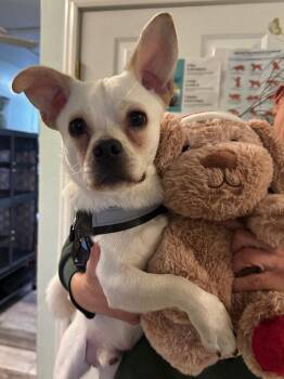 Owen -  Chihuahua and Pomeranian Dog Available for Adoption in Peru, New York - Owen | PetCurious