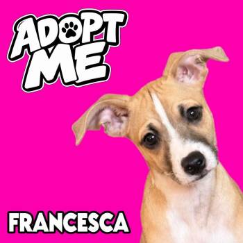 Francesca -  Chihuahua Dog for Adoption in Ferndale, Michigan - Francesca | PetCurious