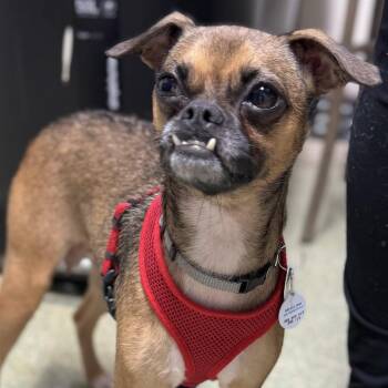 Tinkerbell -  Pug and Terrier Dog for Adoption in Fort Lauderdale, Florida - Tinkerbell | PetCurious
