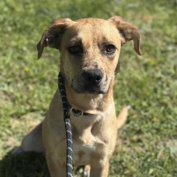 Pit Bull Terrier Dogs Available for Adoption - Amber | PetCurious