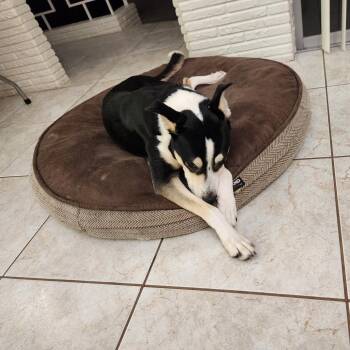 Boxer and Husky Dogs Available for Adoption in West Palm Beach, Florida - Cait | PetCurious