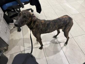 CLAIRO -  Greyhound Dog for Adoption in Rowlett, Texas - CLAIRO | PetCurious