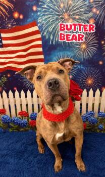 Butter Bear -  Mixed Breed Dog for Adoption in Flint, Michigan - Butter Bear | PetCurious