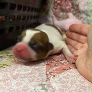 6 -  Mixed Breed Dog for Adoption in Gastonia, North Carolina - 6 | PetCurious