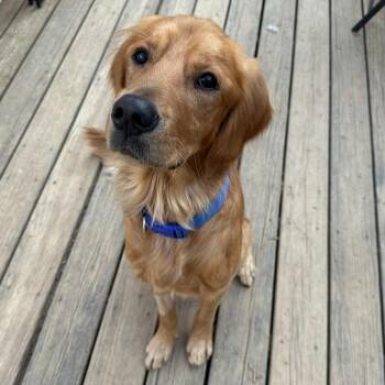 Golden Retriever Dogs Available for Adoption - Flynn | PetCurious