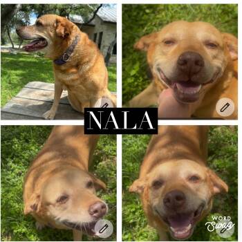 Nala -  Corgi and Labrador Retriever Dog for Adoption in New Braunfels, Texas - Nala | PetCurious