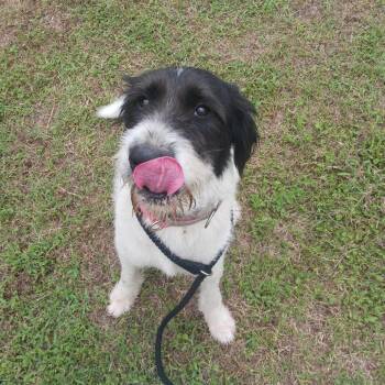 Blizzard -  Giant Schnauzer and Mixed Breed Dog for Adoption in Wadena, Minnesota - Blizzard | PetCurious