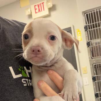 Croissant -  Mixed Breed Dog for Adoption in Greensboro, Georgia - Croissant | PetCurious
