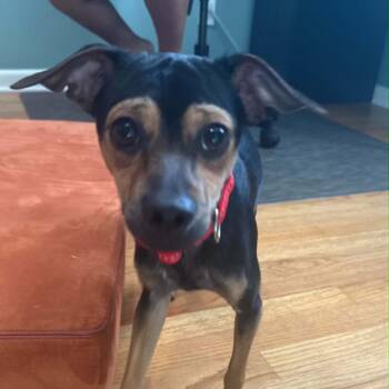 Dwayne The Rock Johnson -  Miniature Pinscher and Mixed Breed Dog for Adoption in Jarrettsville, Maryland - Dwayne The Rock Johnson | PetCurious