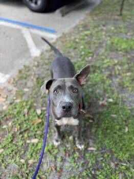 Petunia -  Fox Terrier and Mixed Breed Dog for Adoption in Vero Beach, Florida - Petunia | PetCurious