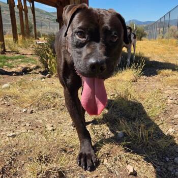 Lily -  Mixed Breed Dog for Adoption in Park City, Utah - Lily | PetCurious