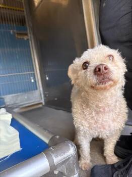 Rescue Poodle Dogs for Adoption in Camarillo, California - ZEKE | PetCurious