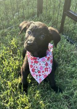 Mango -  Labradoodle Dog for Adoption in Shawnee, Oklahoma - Mango | PetCurious