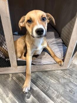 Mixed Breed Dogs Available for Adoption - Edisto | PetCurious