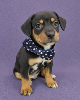 Dexter -  Chihuahua and Miniature Pinscher Dog for Adoption in Lodi, California - Dexter | PetCurious