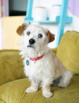 Harold -  Terrier Dog for Adoption in Pasadena, California - Harold | PetCurious