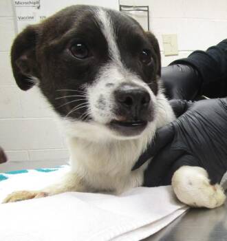 Jack Russell Terrier Dogs Available for Adoption - Chuck(322) | PetCurious