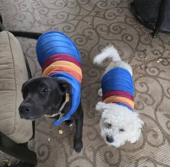 Monkey D Luffy -  Shepherd Dog for Adoption in Salt Lake City, Utah - Monkey D Luffy | PetCurious