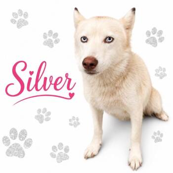 Silver -  Husky Dog for Adoption in Bartlett, Tennessee - Silver | PetCurious