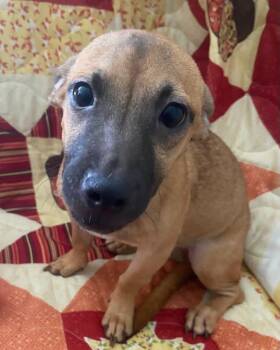 Rescue Chihuahua Dogs for Adoption in Ardara, Pennsylvania - Taila | PetCurious